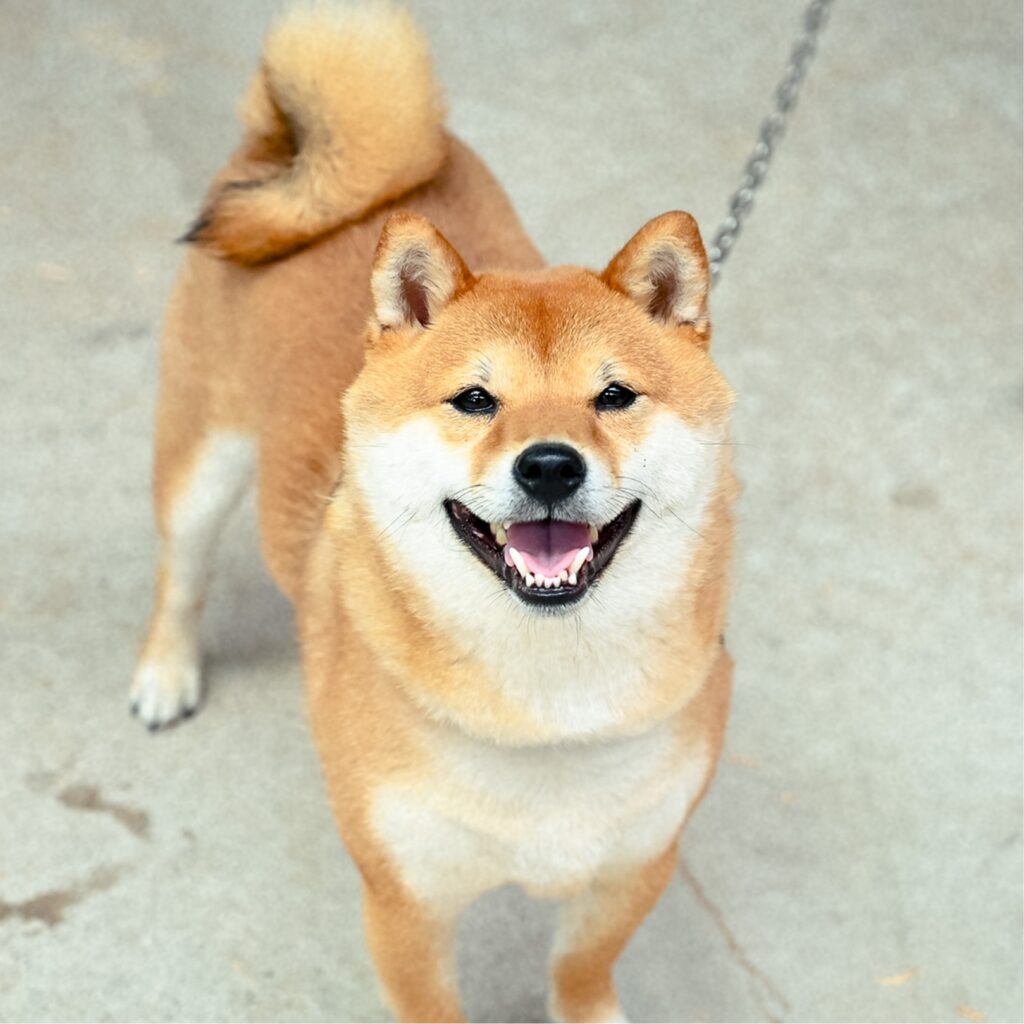 看板犬